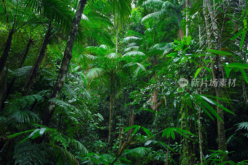 亚马逊热带森林