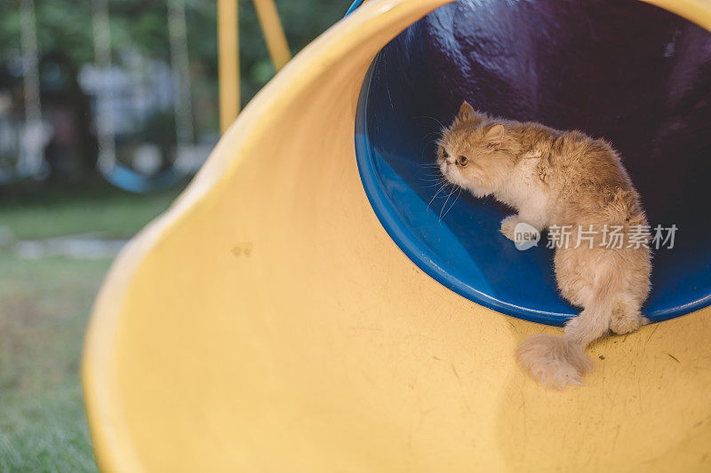 一只波斯小猫在儿童游乐场的隧道里好奇地四处张望