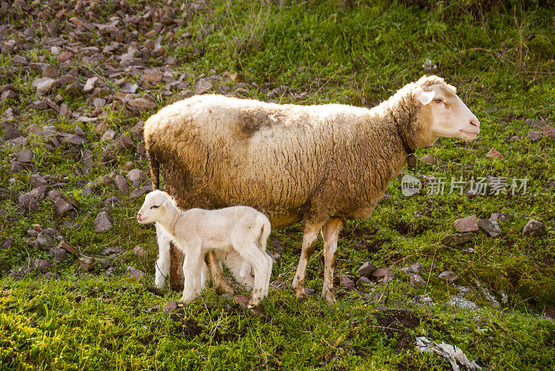 春天的小羊羔和妈妈