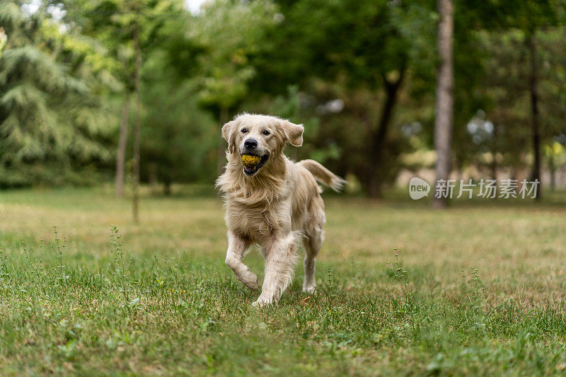 金毛寻回犬在公园里玩网球