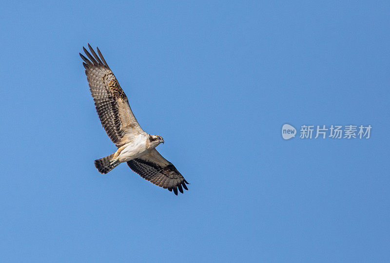 会飞的鱼鹰