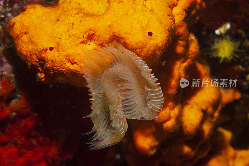 海洋生物螺旋管虫水下美