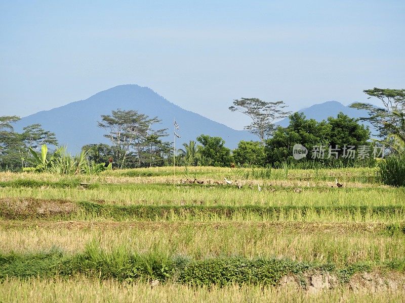 巴厘岛水稻梯田和火山景观