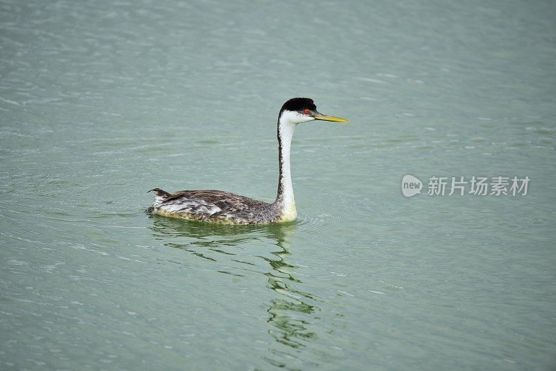 西方水鸟游泳