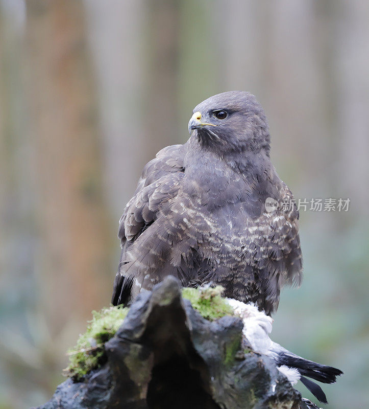 普通秃鹰(布特奥布特奥)和猎物