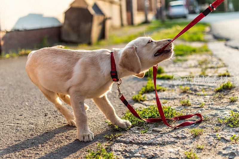 在户外玩耍的拉布拉多犬