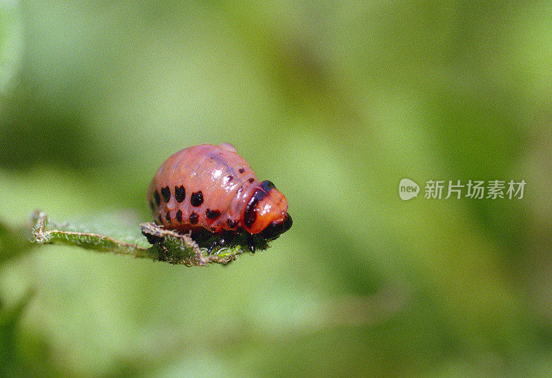 马铃薯植株上的科罗拉多马铃薯甲虫幼虫