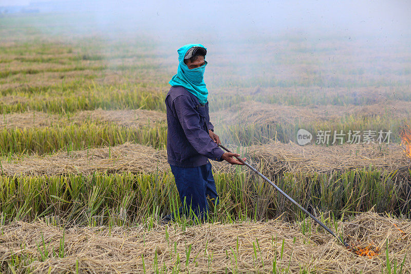农业:马来西亚雪兰莪州收获的稻田