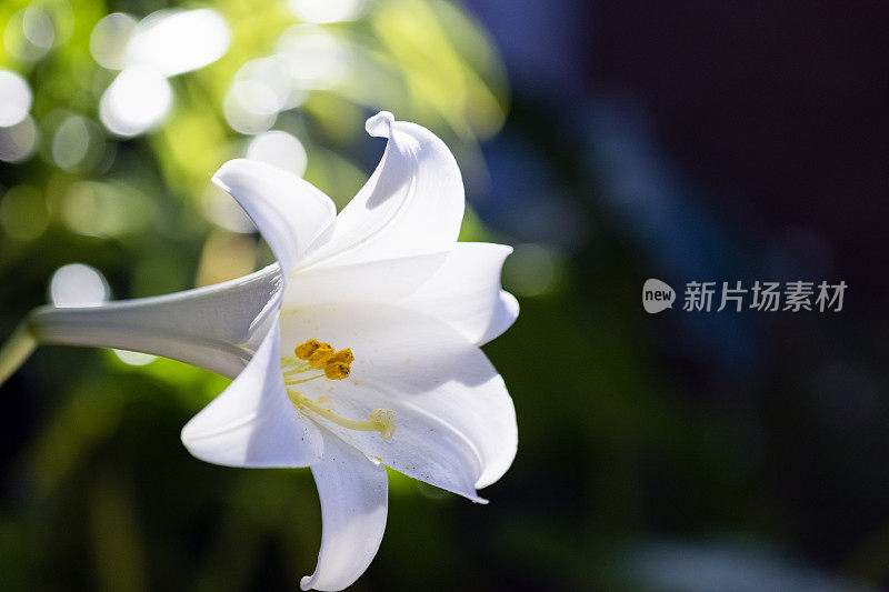 特写白色百合在阳光下与雄蕊和花粉，背景与拷贝空间