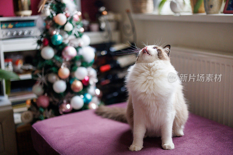漂亮的布娃娃猫坐在沙发上的圣诞装饰的客厅