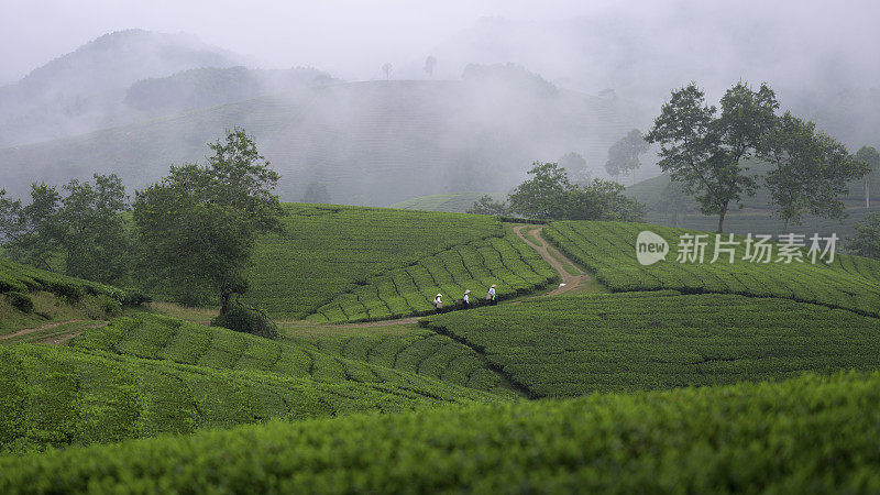 越南富寿省的长Coc茶山