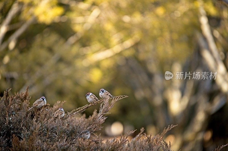 一群麻雀