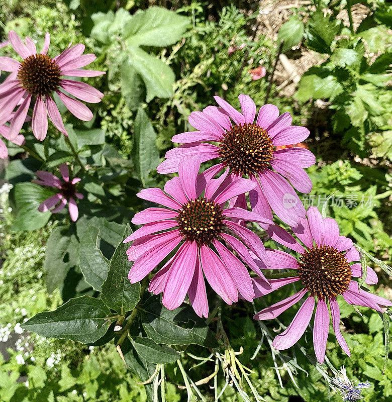 野生紫锥菊花