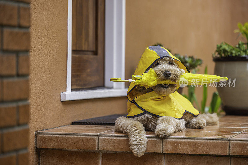 雨天金毛犬散步