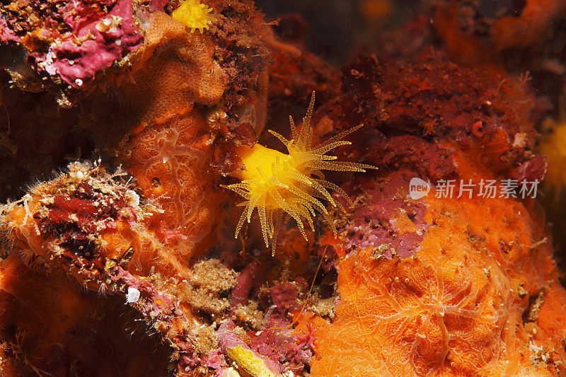 海洋生物黄色软珊瑚与橙色海绵共生关系水生生物水肺潜水员的观点