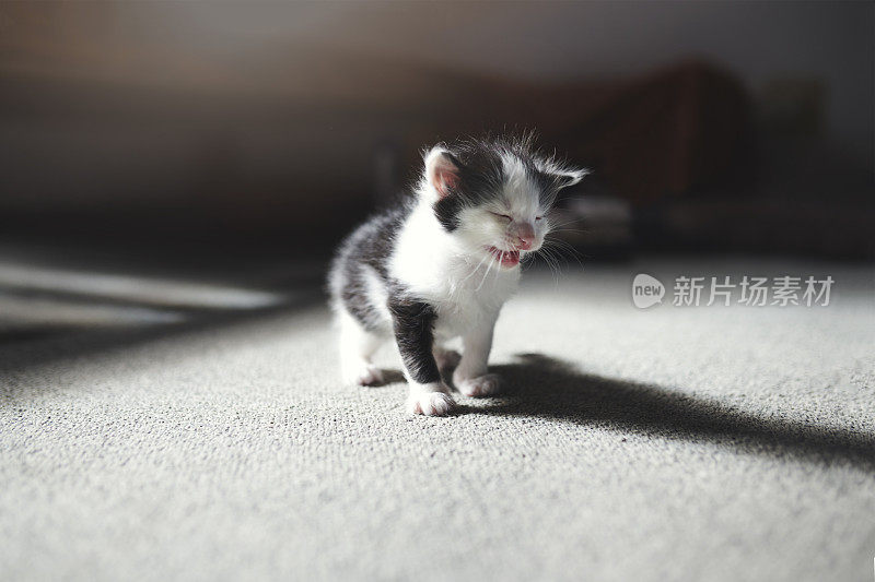 小猫，宠物和一个可爱的家养动物独自走在家里客厅的地板上。猫，影子和好奇的可爱的小猫或小哺乳动物在房子的地毯上