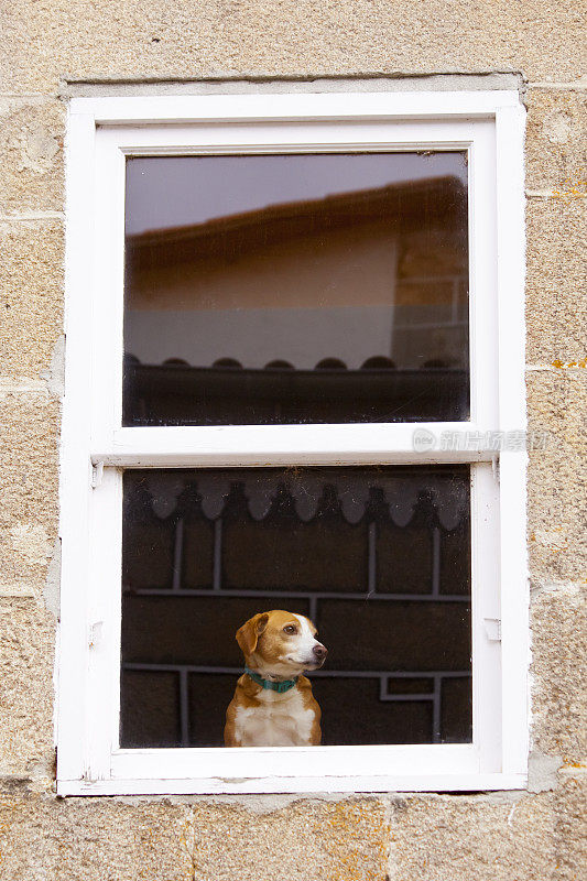 狗从关着的窗户往外看，石头房子。