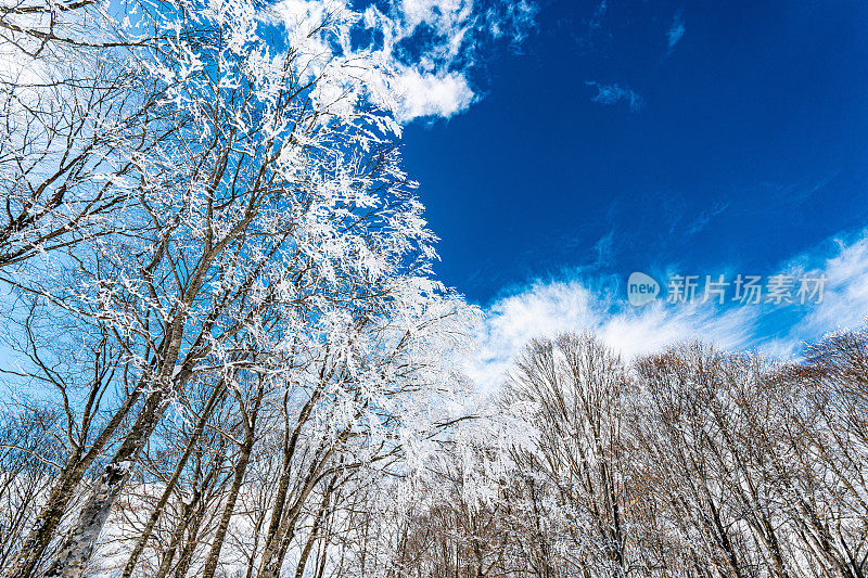 在阳光灿烂的冬日里，白雪覆盖的森林