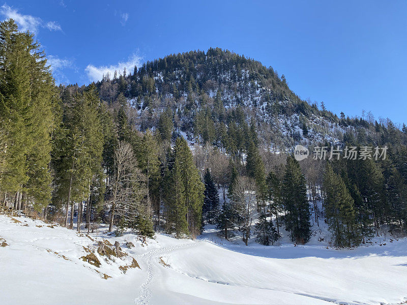 在雪后的典型冬季气氛中，在Obertoggenburg高山山谷和瑞士阿尔卑斯山脉上，风景如画的高山树木树冠-瑞士(瑞士)Unterwasser