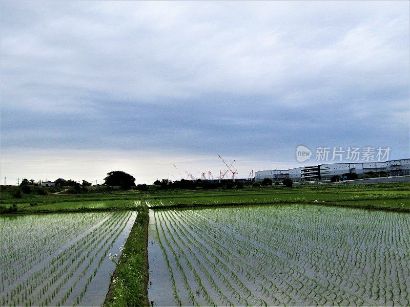 日本。五月东京周围的稻田。