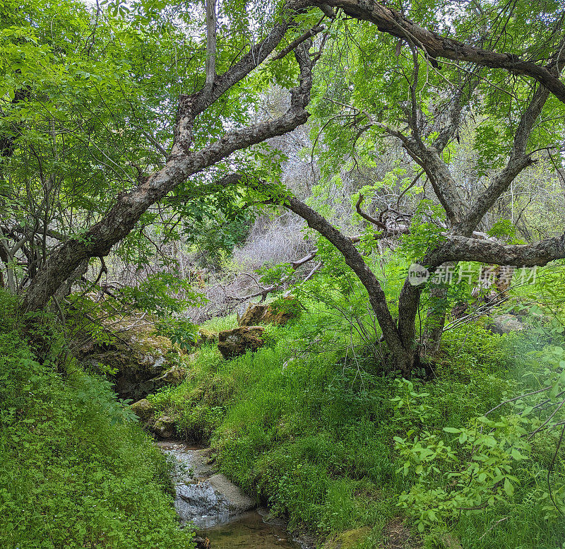 在通往矿王的道路上，靠近盐溪、三河和卡威亚湖的凯斯山娱乐管理区的橡树林地