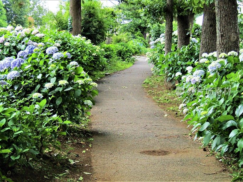 日本。6月。公园里的人行道。绣球花开花。