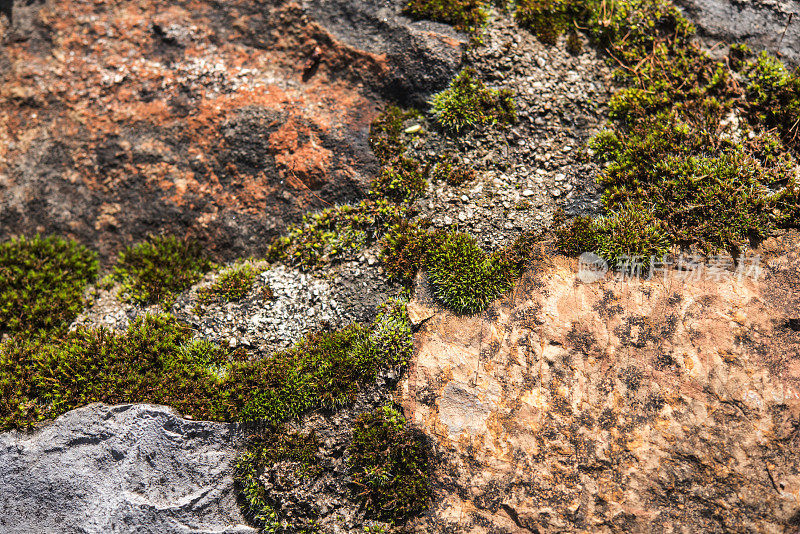 岩石上稀疏的苔藓纹理背景