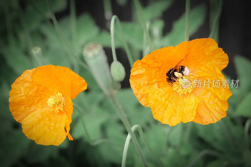 两只罂粟和一只蜜蜂