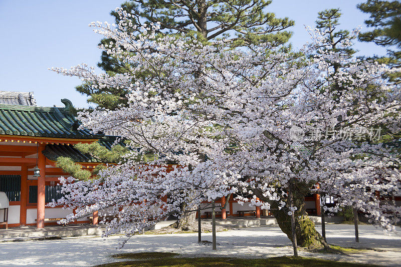 日本京都县，京都市，平安神宫的樱花