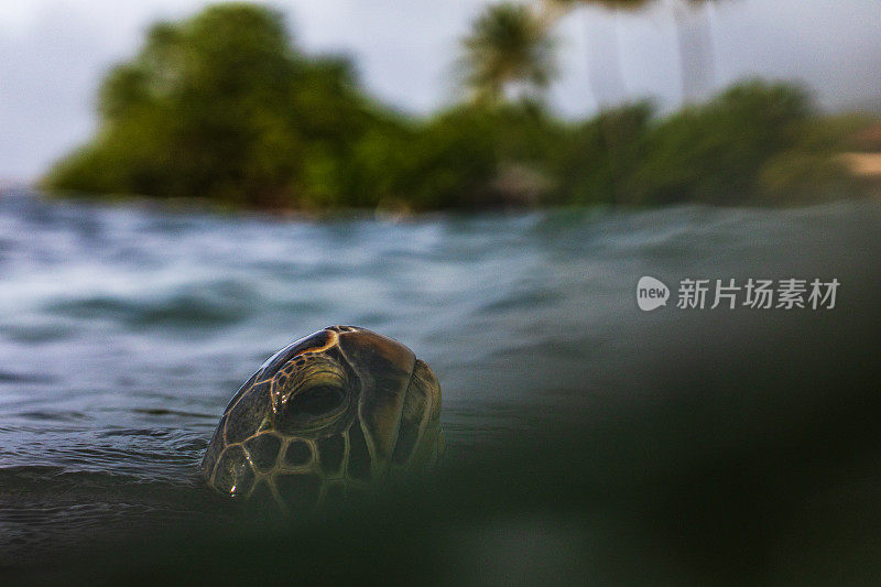 绿海龟在海洋中露出水面的特写