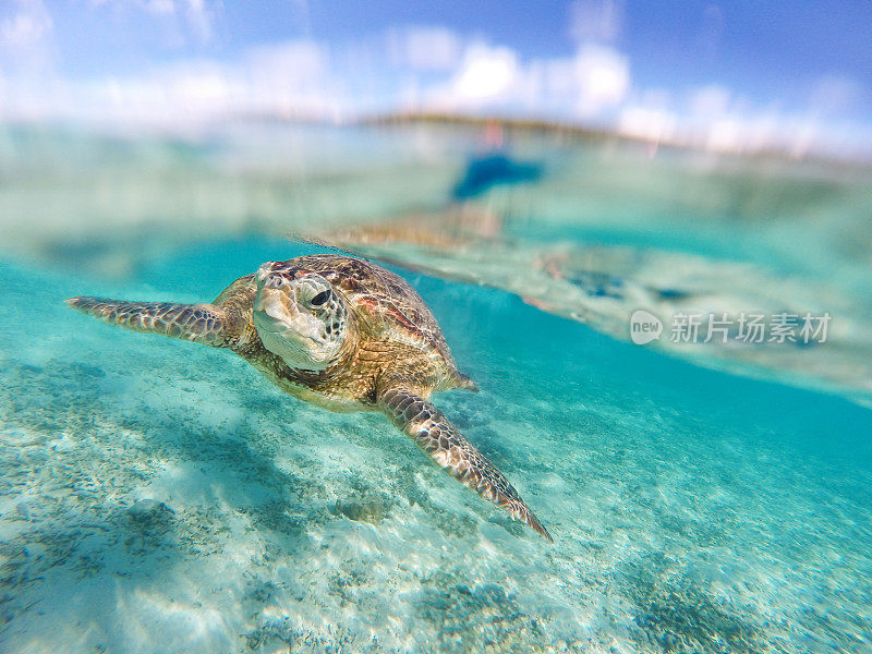 一只孤独的海龟在冲绳海岸外的水域游泳
