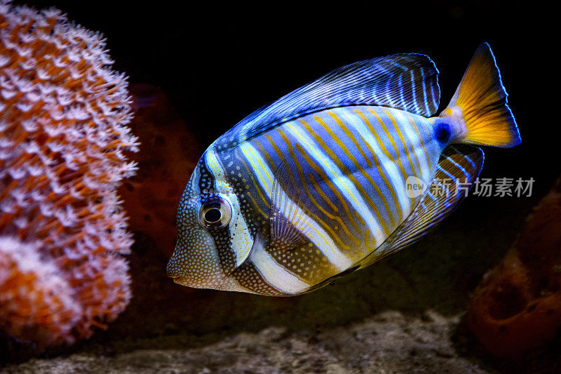 珊瑚礁上的热带鱼