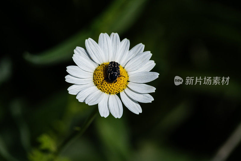 昆虫站在雏菊上的微距照片