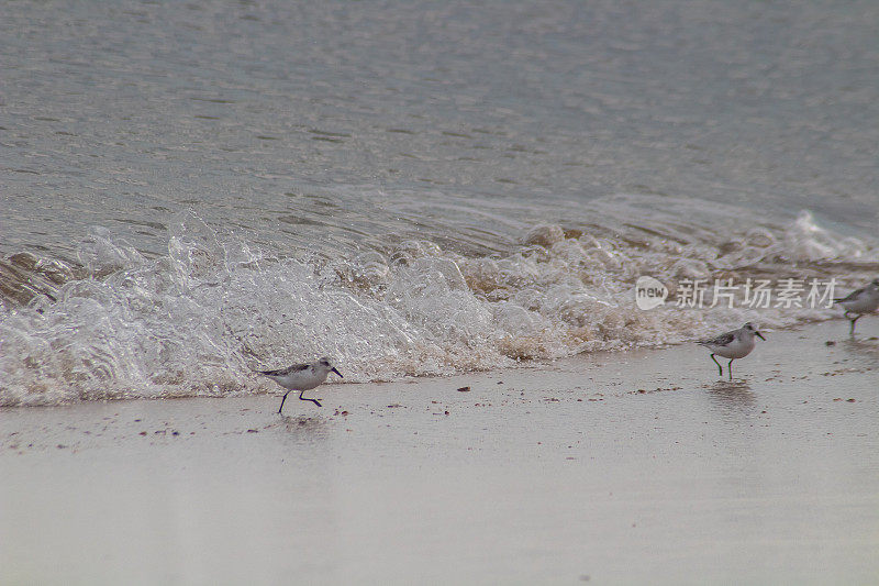 海岸线拾荒者:沙滩上的沙林鸟