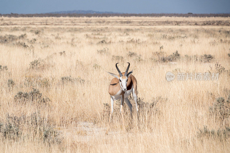 纳米比亚库内地区埃托沙国家公园里的跳羚