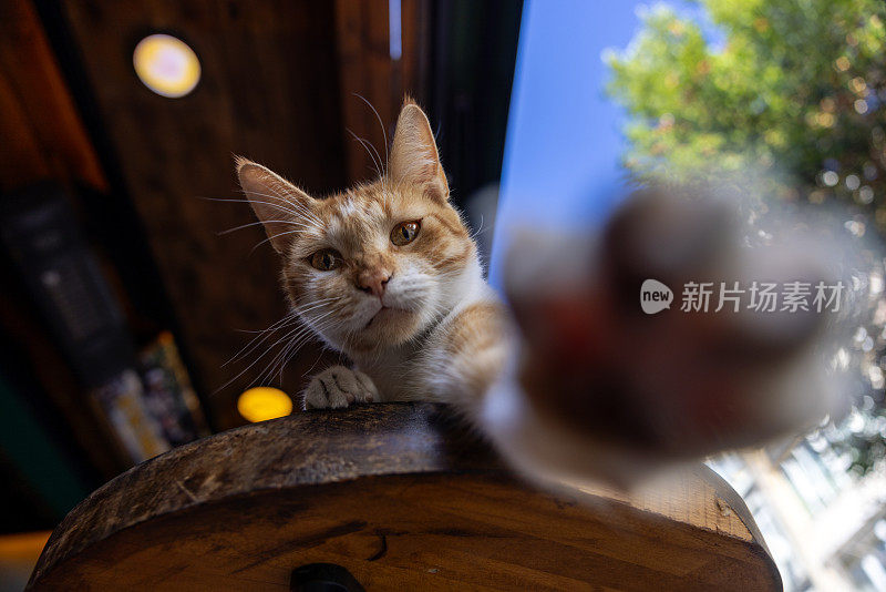 顽皮的流浪猫在桌子上