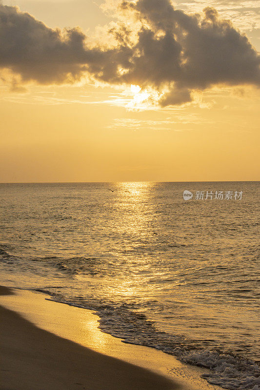 阳光反射在平静的大海和闪亮潮湿的沙滩上，鹈鹕在破晓的阳光下在多云的天空中飞翔