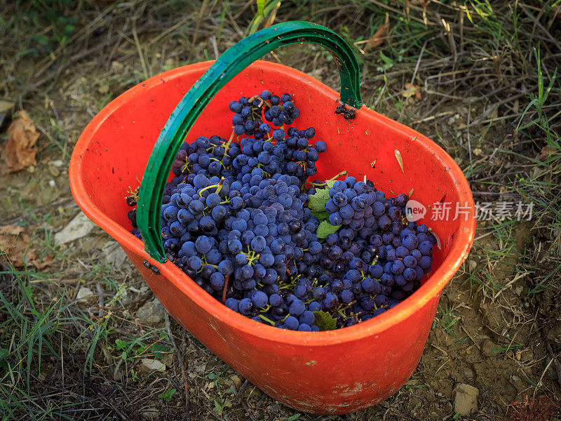 意大利托斯卡纳葡萄园的葡萄收获