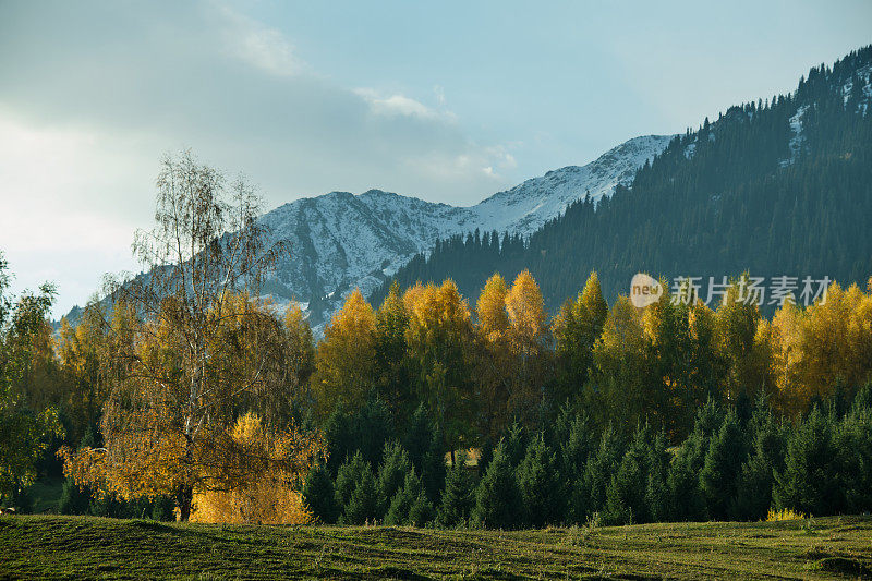 山被云杉林覆盖，背景是白雪皑皑的山峰