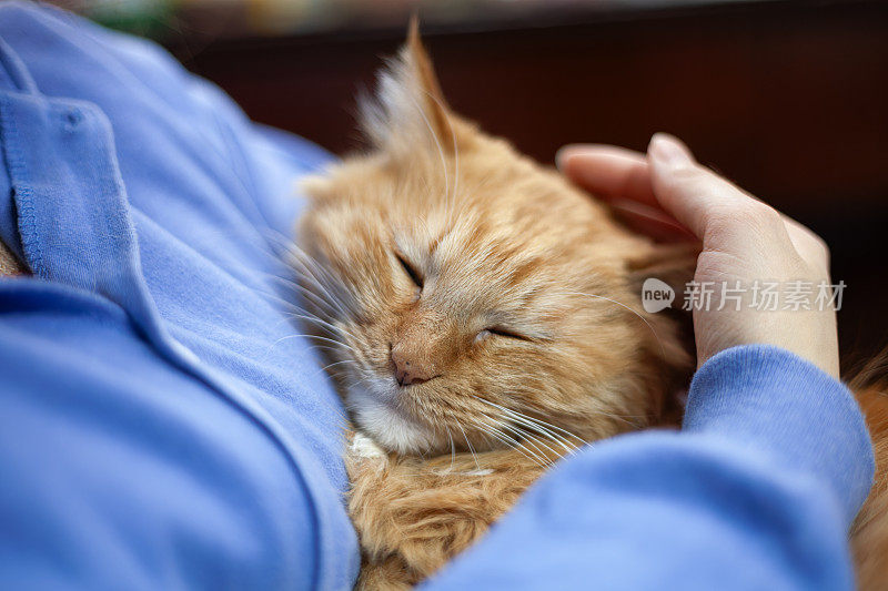 女人和她的猫