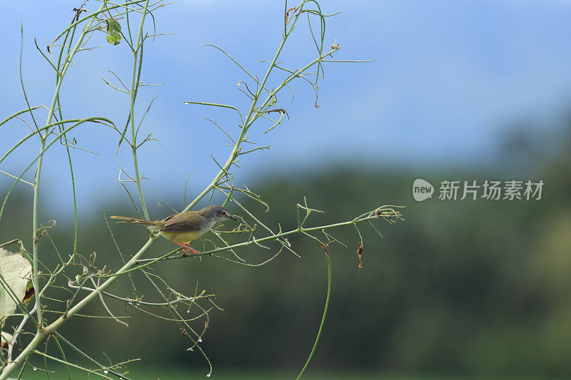 鸟儿栖息在树枝上