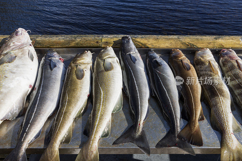 在挪威罗弗敦群岛上新捕的鳕鱼