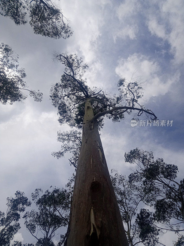 参天大树背景