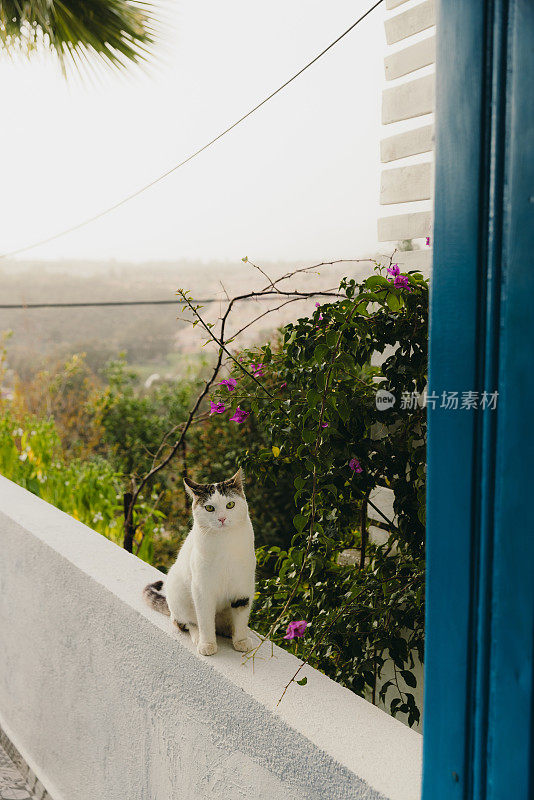 可爱的黄猫在日落时分在土耳其的露台上放松