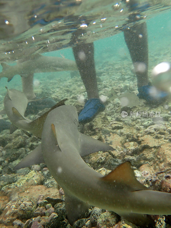 水下柠檬鲨