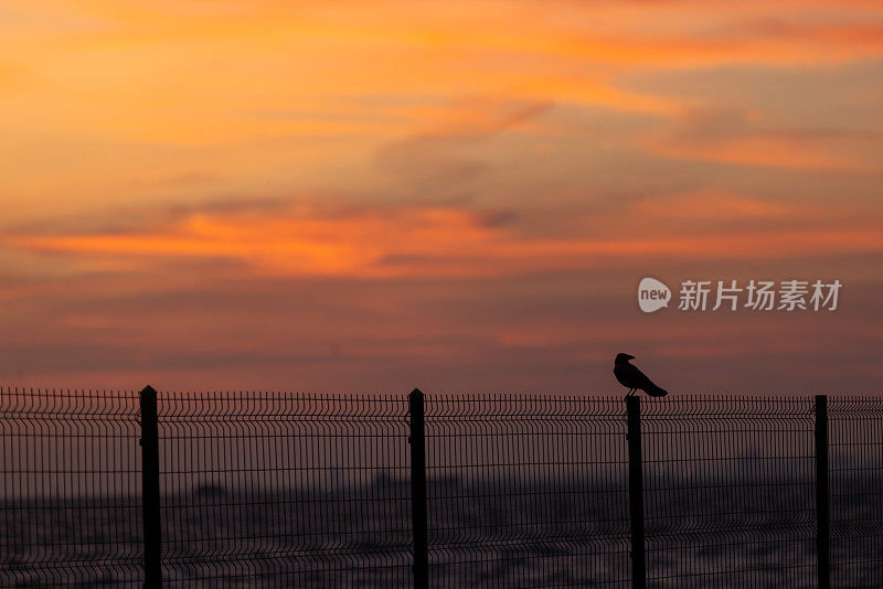 乌鸦的剪影与夕阳的天空。