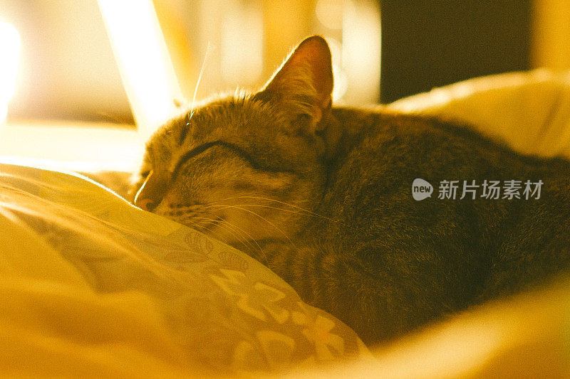 沉睡的猫