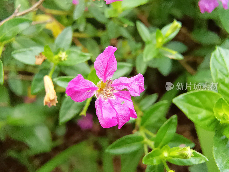 选择焦点的一个粉红色的紫色Cuphea牛膝小叶或假石南花在花园与模糊的背景