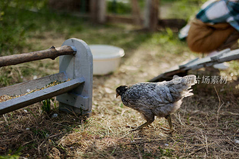 健康的雏鸡从农场的饲养员那里得到有机草和玉米饲料，在大自然中获得更好的健康