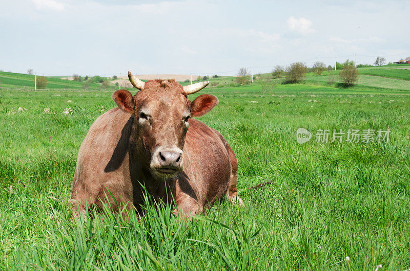 泽西牛品种。棕色的牛躺在绿色的草地上。